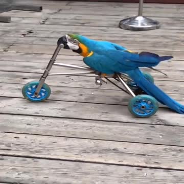 birds on bikes are adorable