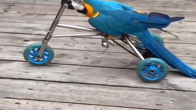 birds on bikes are adorable