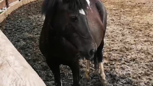 Little donkey