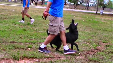 Behind the scene Footage at My Dog Trainer's Dog Training academy