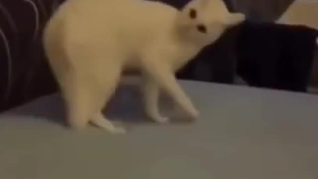 Funny pet videos and dog 🐕and cat