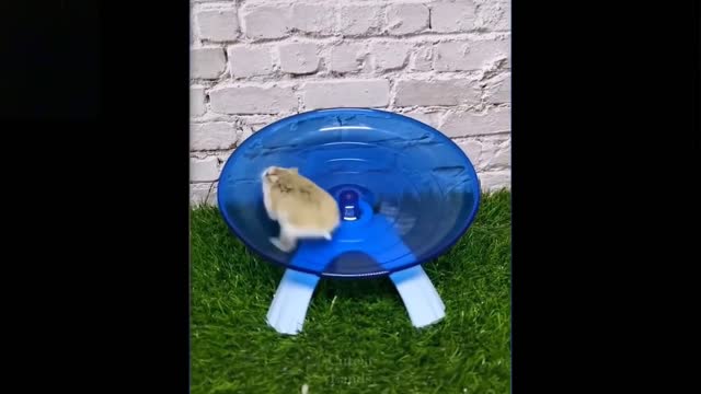 Cute And Funny Pets | Very Funny Pets Compilation | Cutest creatures