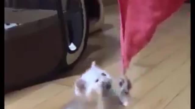 Funny Cat Video