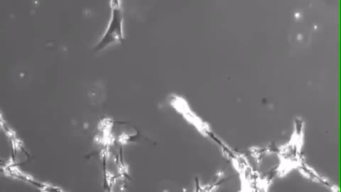 NANO PARTICLES IN BLOOD