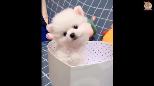 Most Famous Pomeranian TikTok Compilation 2021