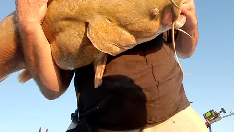 Monster Flat Head catfish.