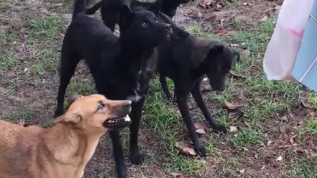 Thai dogs love bread very much