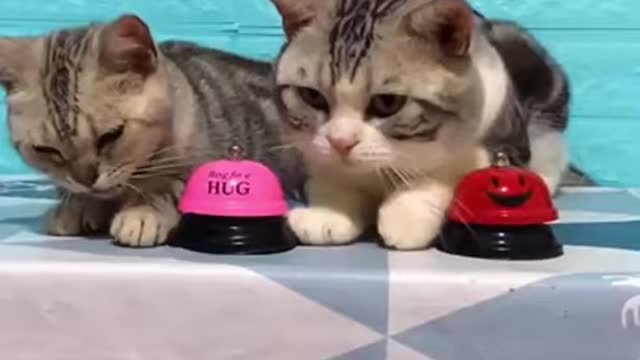 Ring a bell? Funny smart cats