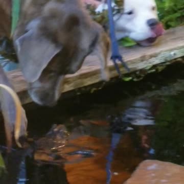 Funny Video of Dog Petting Frog