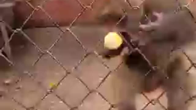 Funny monkey video#shorts