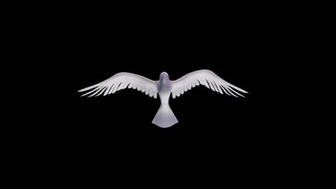 #Pigeon# Pigeon video # Animal video #