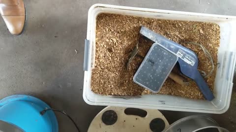 Sixlegs Farm Black Soldier Fly Update Sep 2022 - 2 Setup and Sifting