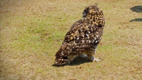 Watch how an owl is trained