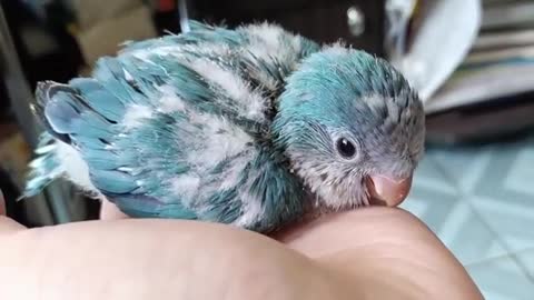 baby parrot