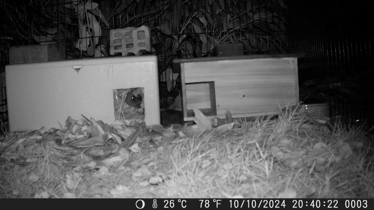 Young hedgehog waking up - Jungigel wacht auf