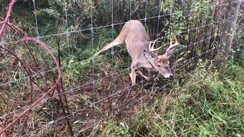 Found this young deer stuck in the fence