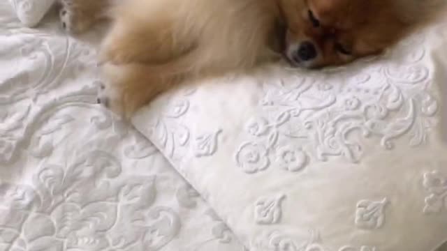 Spitz Richie is caught on bed.