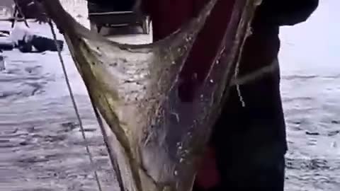What kind of oil is this