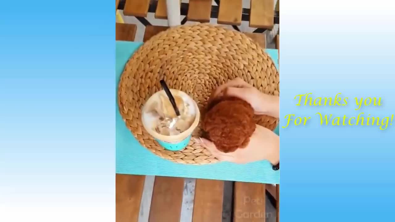 Cute pets and funny Animals compilation #17-pet garden