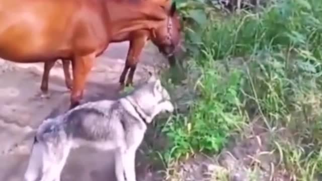 Husky says I'm a grass eater too