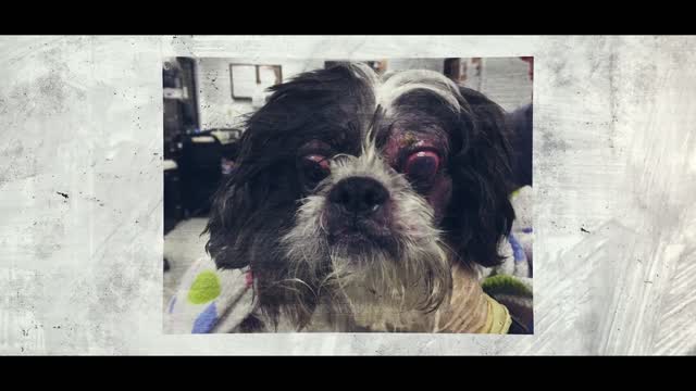 DOG loses EYES to TRAUMA | Dogs without Borders