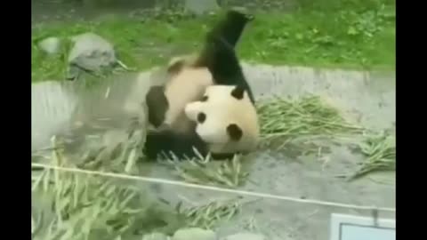 Po from Kung Fu Panda in REAL LIFE *FUNNY*