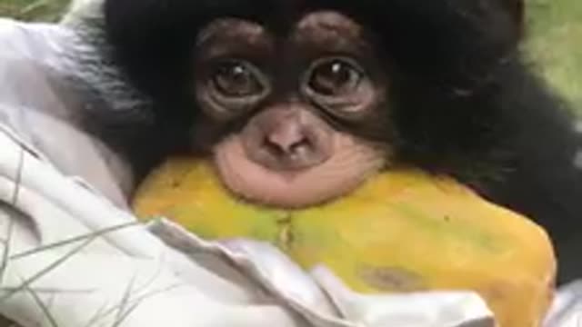 Baby chimp adorably chews on papaya