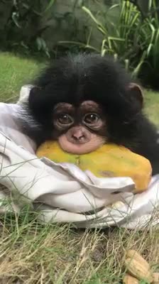Baby chimp adorably chews on papaya