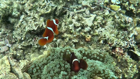 Snorkeling with Clownfish: Exploring Nature’s Aquatic Gems