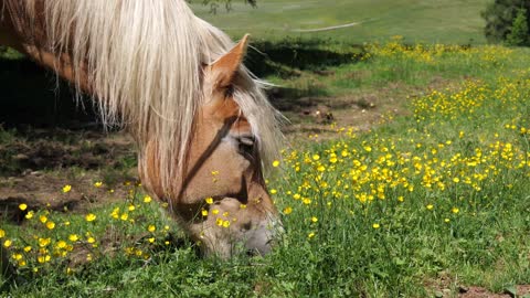 beatiful Horse