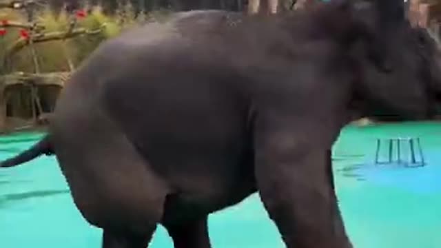 Baby elephant dance