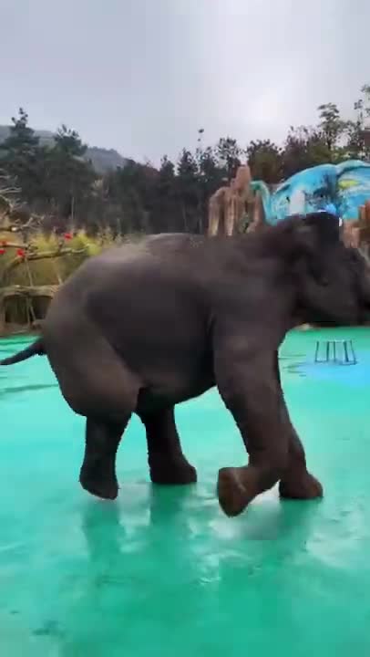 Baby elephant dance