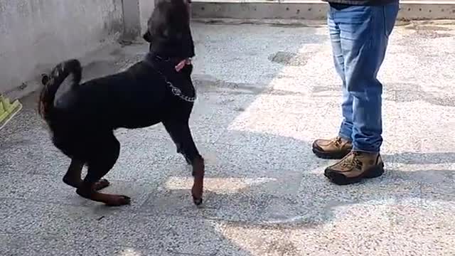Dog training | dog guide