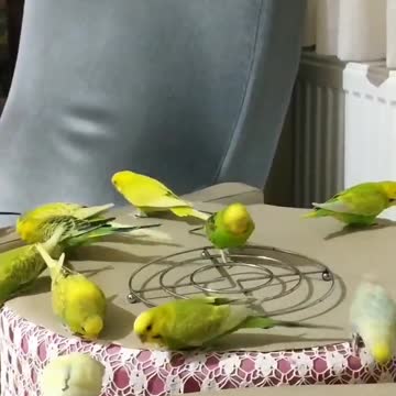 A group of lovebirds eating cereal and bread at home