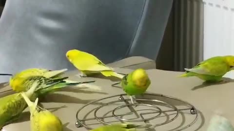 A group of lovebirds eating cereal and bread at home