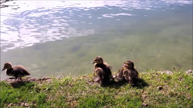Wonderful Four Ducklings