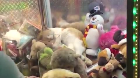 Cat In Claw A Doll Machine