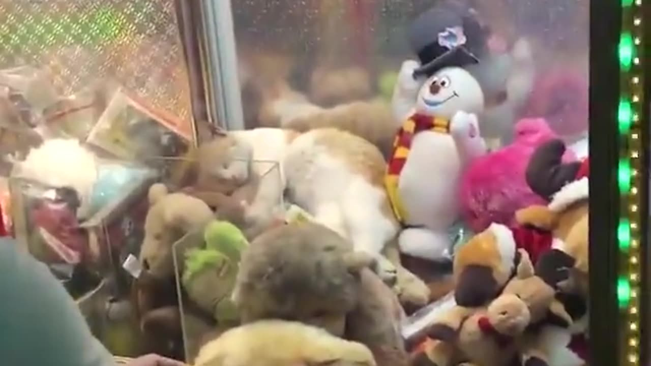 Cat In Claw A Doll Machine
