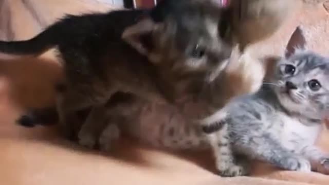 Baby cats play with toys