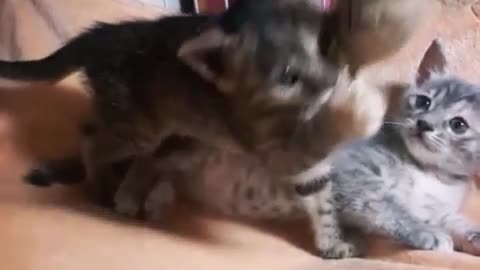 Baby cats play with toys