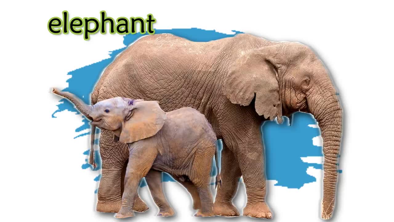 Animal Names and Sounds for kids