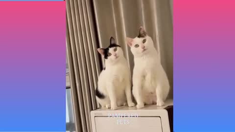 Funny Amazing cats - Funny Pets