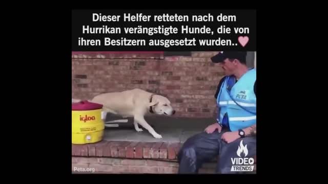 dog rescue after flood