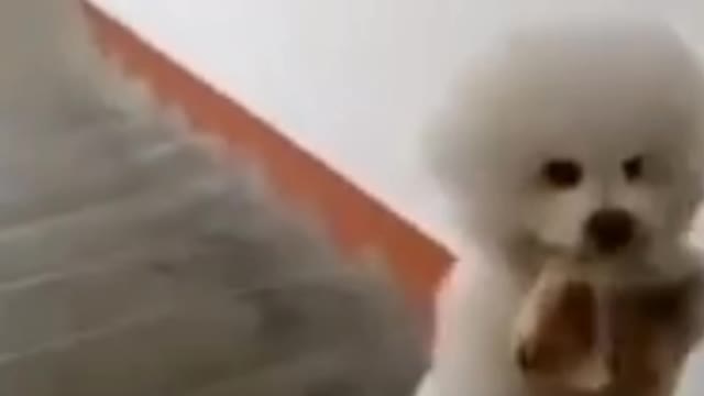 Funny dog video walking the stairs.#dog#funny