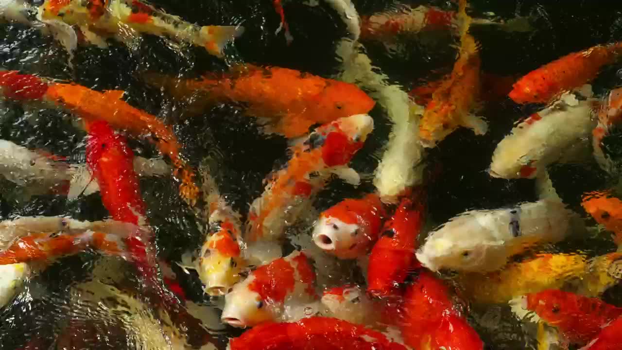 Crowd of Koi fish in the pond