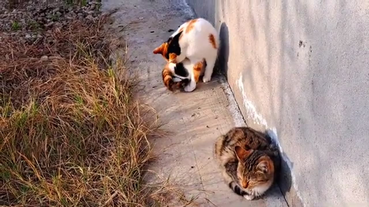 Cute kitten and cute cat are relaxing in the yard.