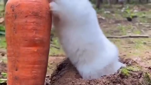 Rabbit animals video 🐇🐇🐇🐇🐇🐇🐇🐇