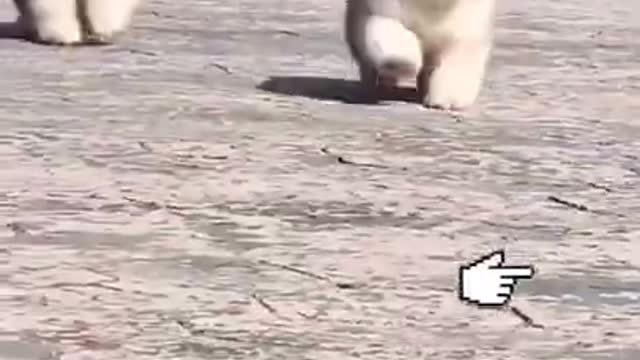 Funny dog running || #shorts #rumble #funnydog