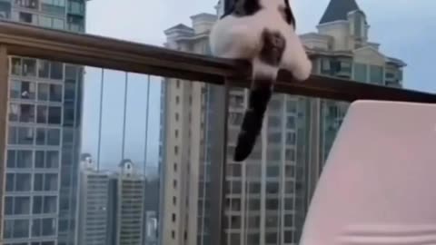 Satisfying Intelligent and cute cat Makes You Calm Original Satisfying Videos PART - 1