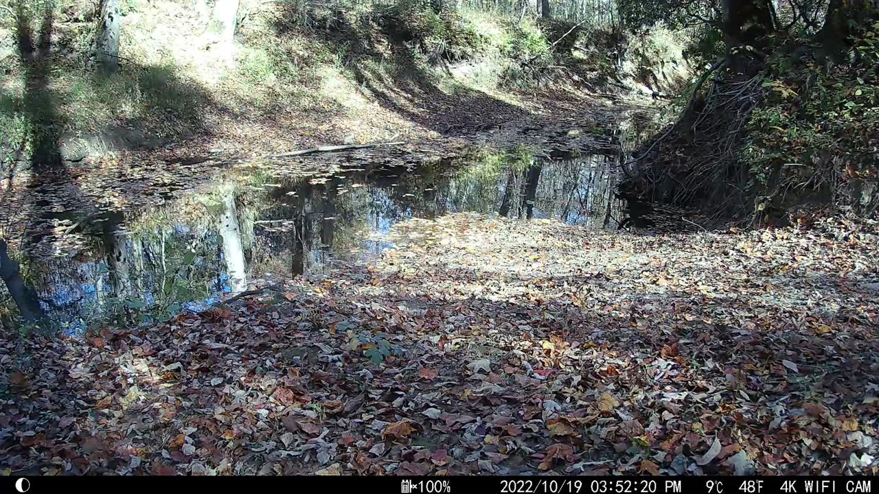 Fast Moving Grey Squirrel